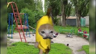 Banana cat and dad at the playground