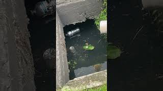 Crocodile Spotted in Sewer Drain