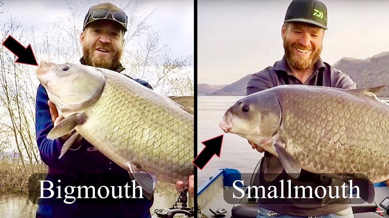 Bigmouth vs Smallmouth Buffalo YouTube