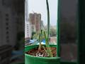 Growing Used Spring Onion | Week 2 &amp; 3 | #springonions #growth #homegardening  #shorts