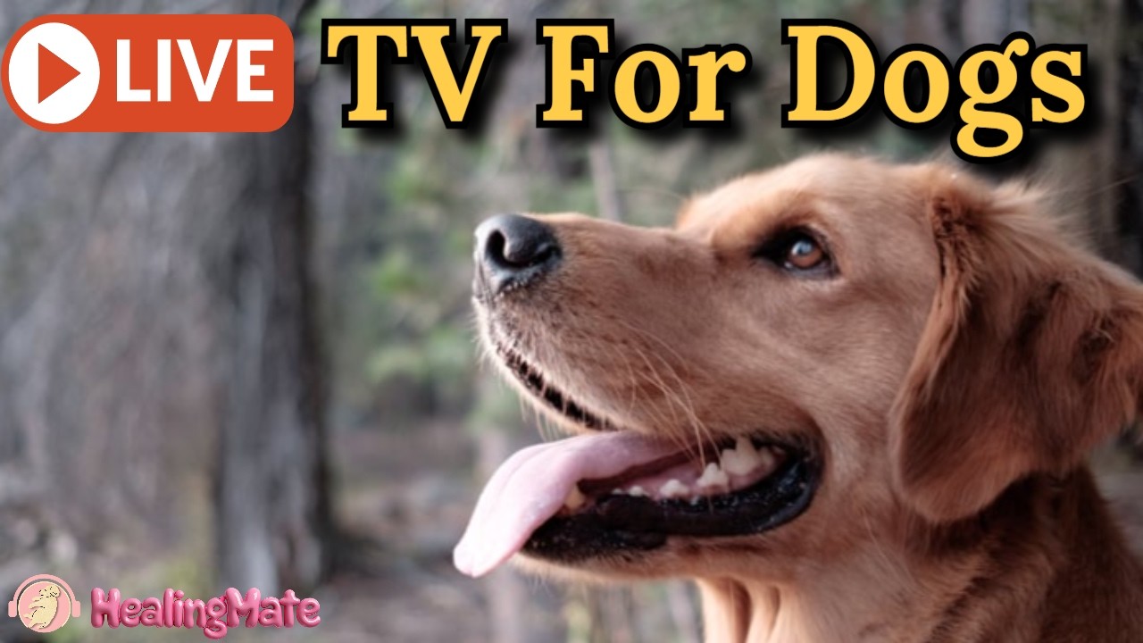 🔴24/7 Dog TV🎵🐶Calming Music for Dogs🐶💖Relaxing Music for Dog Sleep💖🦮Dog Stress Relief🎵🔴1