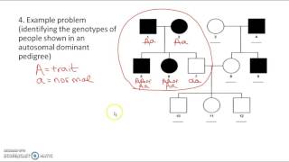 Pedigree Notes - Video 1