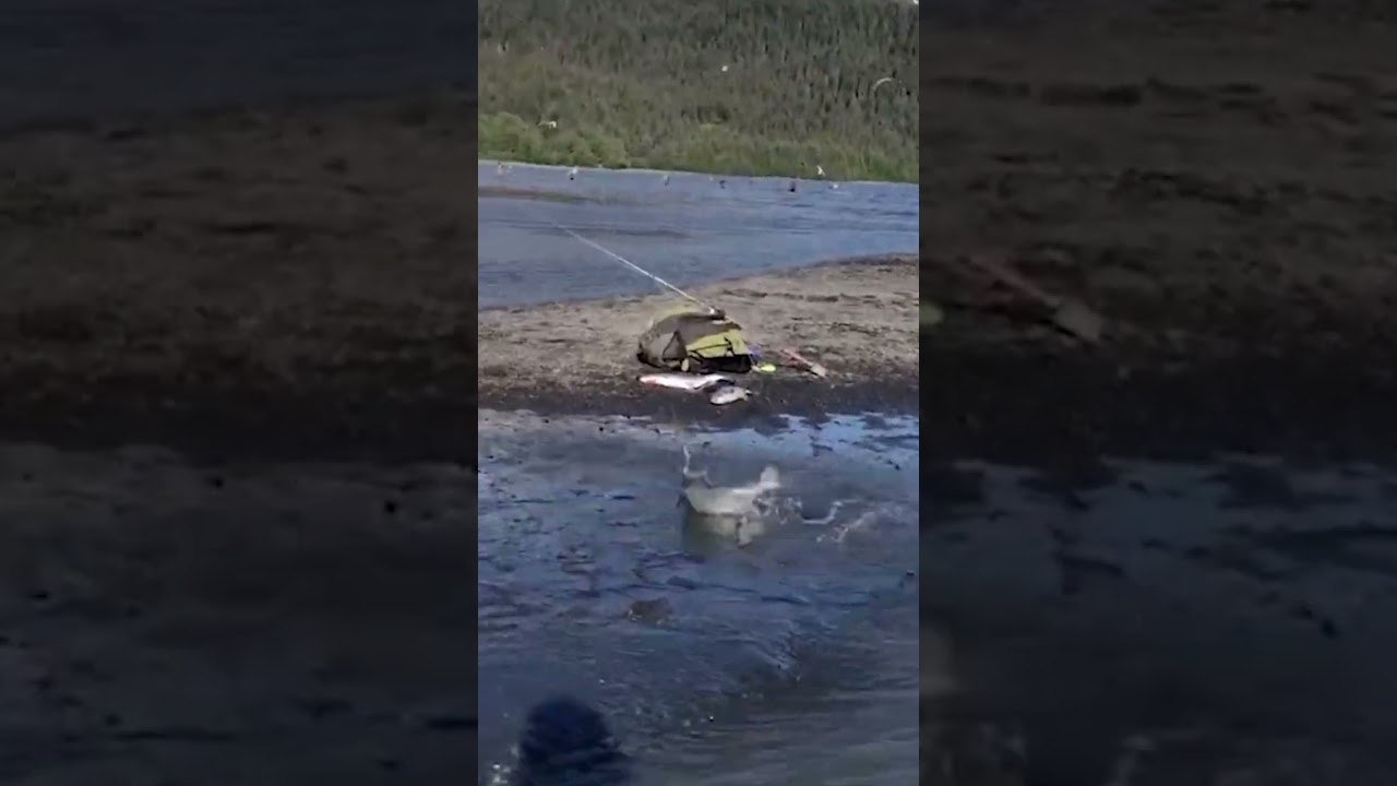 6 Sockeye Salmon in 36 seconds 