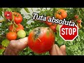 Get Rid Of Caterpillars And Worms In Tomatoes In A Natural Way It Also Destroys Tuta Absoluta