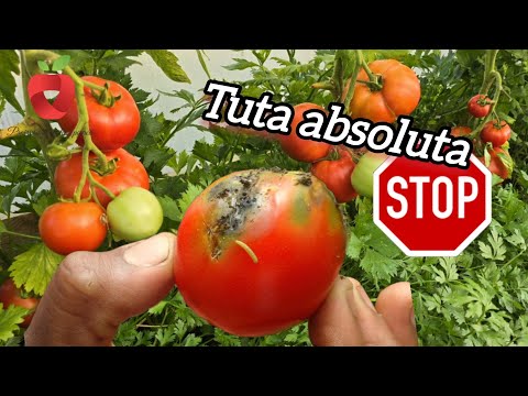 Get Rid Of Caterpillars And Worms In Tomatoes In A Natural Way It Also Destroys Tuta Absoluta 