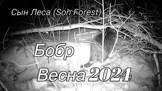 Бобр Весна 2024