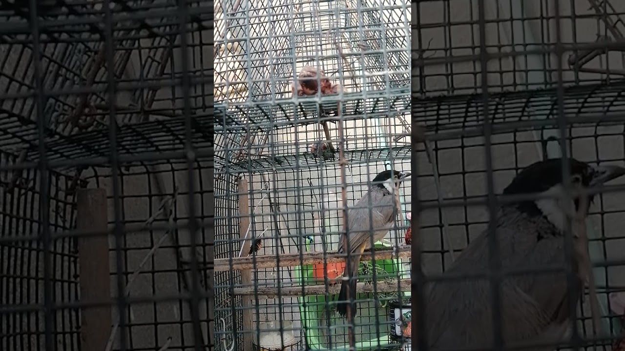 ندهات أنثى البلبل لتحفيز البلابل واجبارها على التغريد، لا تنسى اللايك من ايدك الحلوة