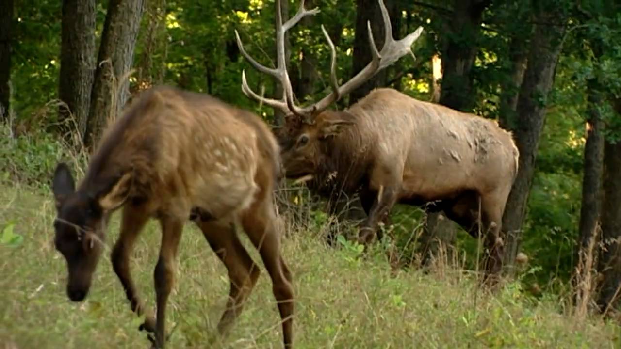 Missouri Elk Restoration Bringing Them Back YouTube