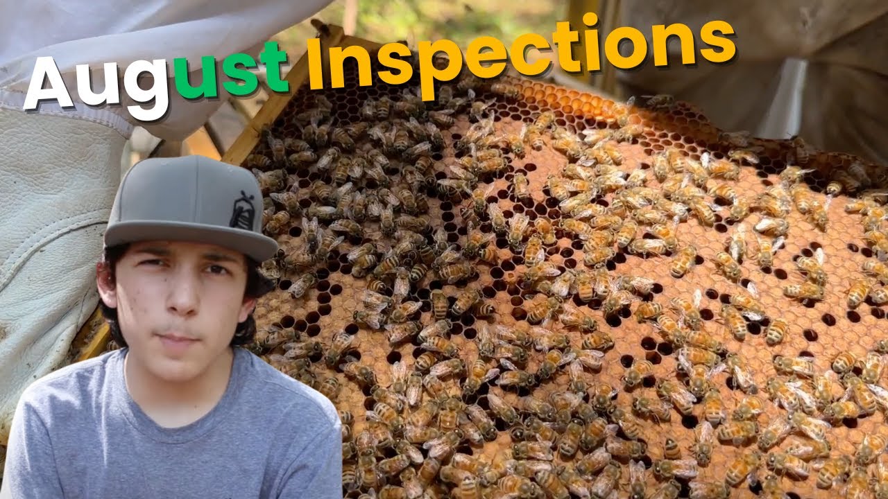 August Inspections!! What Is going On In The Apiary?? - YouTube