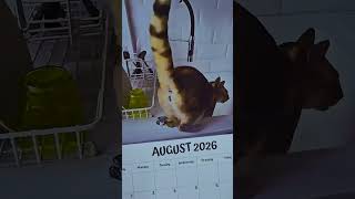 New Cat Butthole