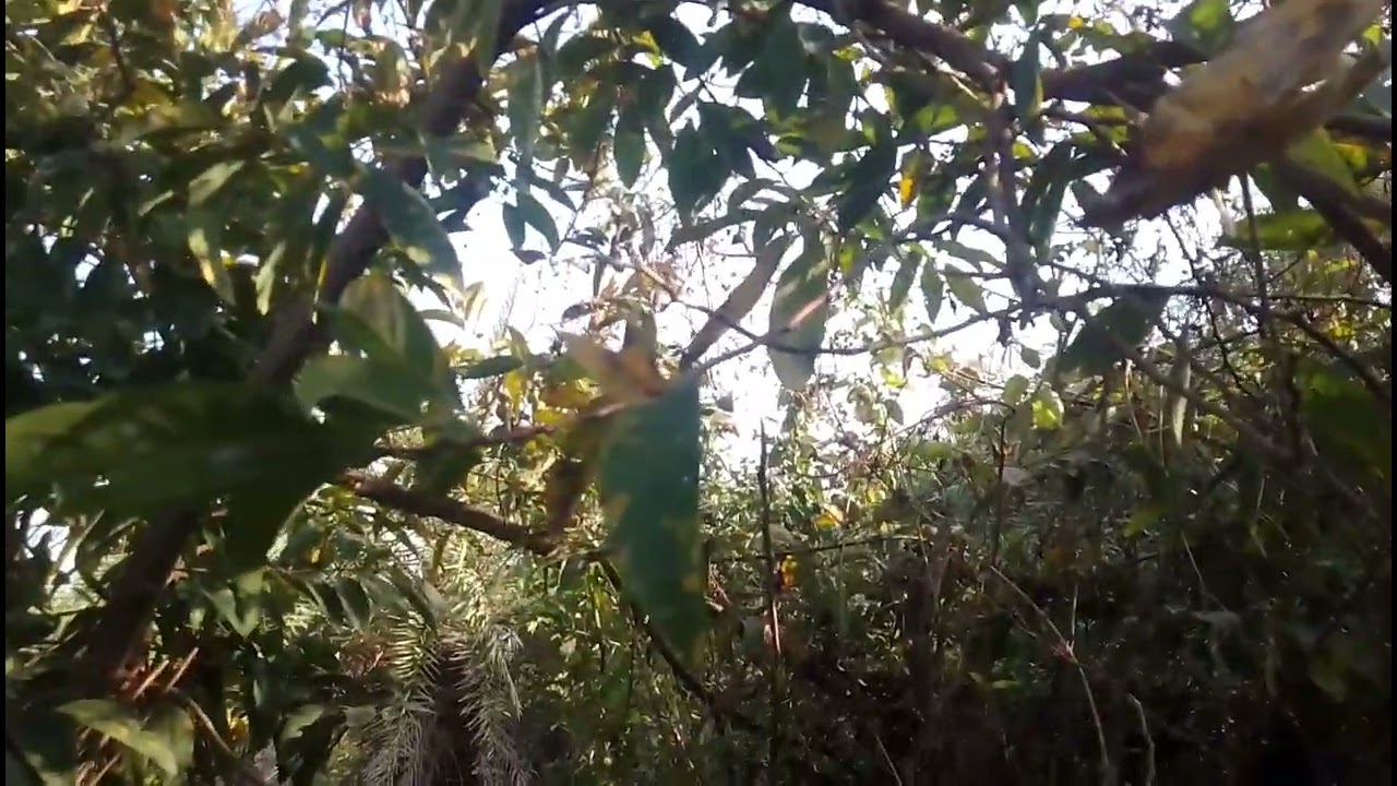 Sitapur Jo a jaaiye / સીતાફળ જોવા જઈએ 🤣