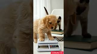 Weight check gone wrong 😳⚖️😂 | Funny Puppy #funnyShorts