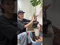 モンステラが横に伸びちゃう人必見!植え替え実践動画🪴#観葉植物 #花屋 #植物 #plants #flowers #モンステラ #植え替え
