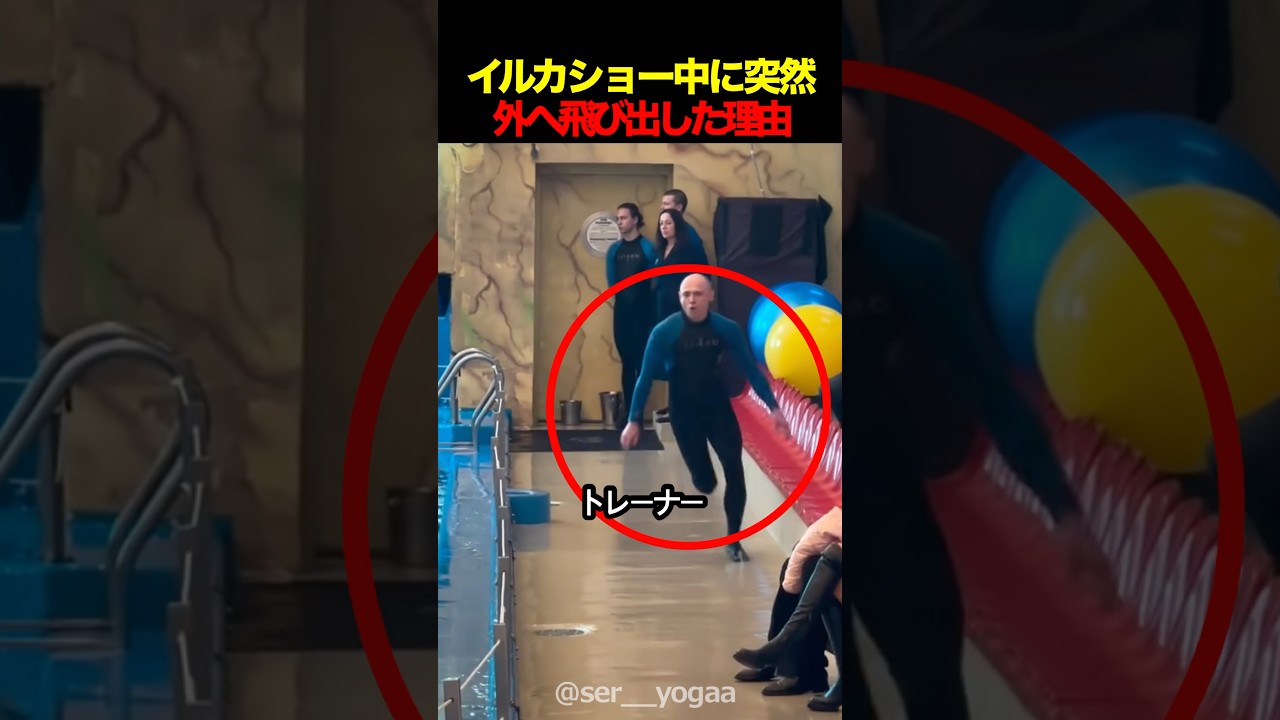 イルカショー中に突然全員が凍りついた理由とは