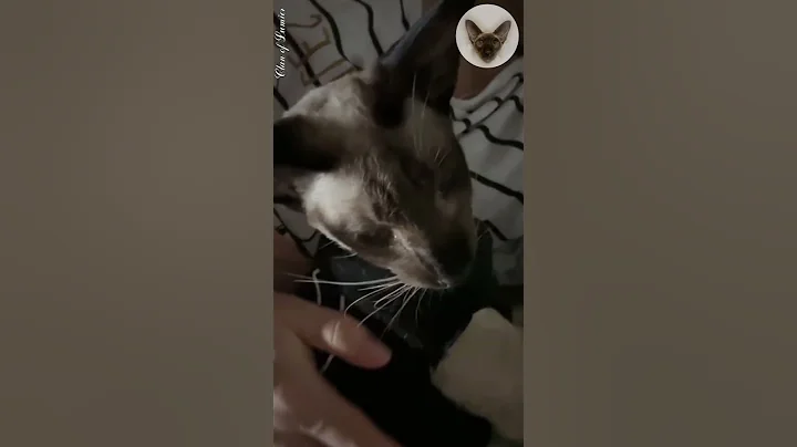 Video 4778131: oriental cats, cat purr, sweet purring, cat family, cutecat