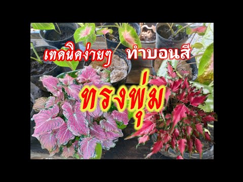 ผลสลากกินแบ่งรัฐบาล วันที่ 1 พย. 2567 ผลสลากกินแบ่งรัฐบาล วันที่ 1 พย. 2567