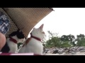 NHKもふもふに出た山登り猫ミュー。娘と傘の中で雨宿り☔️
