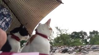 NHKもふもふに出た山登り猫ミュー。娘と傘の中で雨宿り☔️