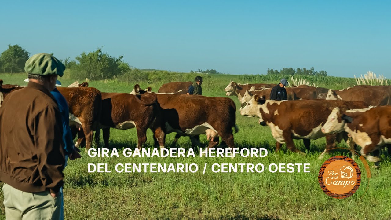 GIRA HEREFORD DE CENTENARIO