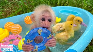 BiBi monkey plays with five little ducks in the bath