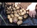 Allotment Diary July 30 : Quick Kestrel 2nd Early Potato Harvest Reveal