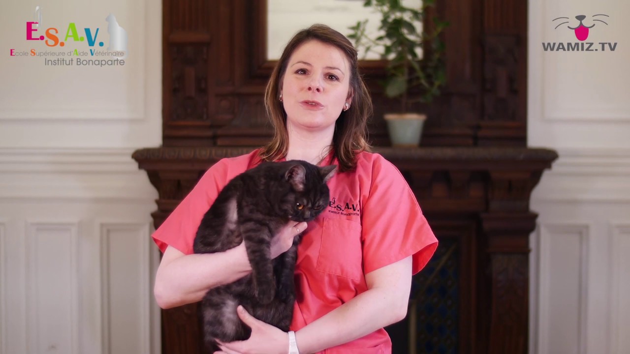 Quel Lait Pour Le Chat