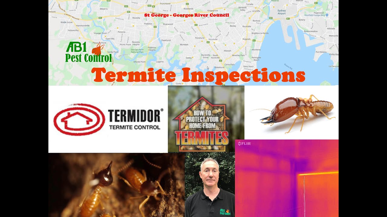 St George Termite Inspection