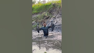 Tát ao bắt cá #hienonha  #shorts