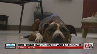 1 dog dead, another found malnourished, abandoned at Greer home