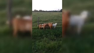 Pulled Over A Few Delinquent Goats