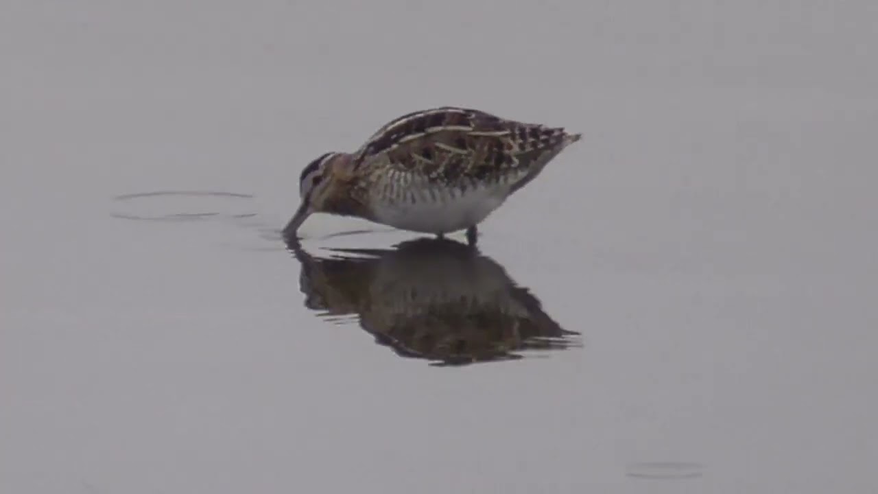 イカルチドリとタシギ白岡202602小雨