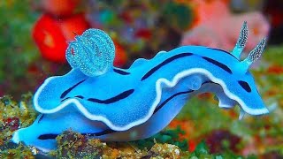 #nudibranch #seacreatures #seafishes #amazingfacts #naturalview #magicalwater