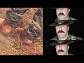 Soldier wears Ugg Boots in Uniform VS Angry Drill Sgt