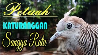 Download Lagu Katuranggan Perkutut Sangga Ratu-Kalam Wadi MP3
