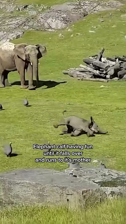 Baby Elephant Takes a Tumble