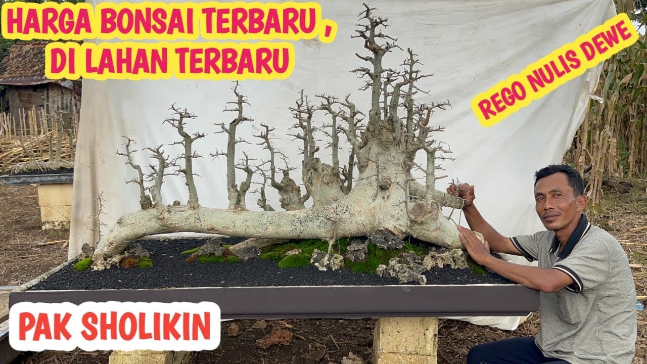 PERDANA‼️CEK HARGA BONSAI DI LAHAN TERBARU,HARGA WAJIB NEGO📞 0852-3503-7391 @JeckpaeyBonsai91 