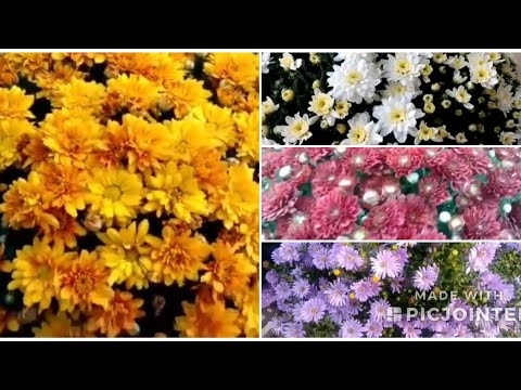 فيديو: زهور أستر: نصائح حول رعاية زهور النجمة