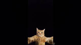 cat#deth#sound#souravjoshivlogs #horrorstories #horrorcreepy