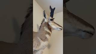 Hunting mount collection # mount