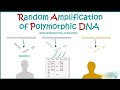 Random amplification of polymorphic DNA 🧬 ( RAPD ) | Application and limitations |
