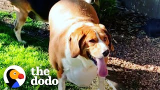 100-Pound Beagle Who Could Barely Move Now Runs 5Ks | The Dodo Heroes