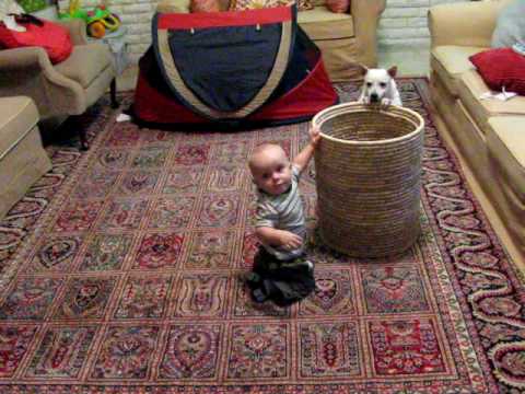 Toddler and jack russell terrier trying to get ora...