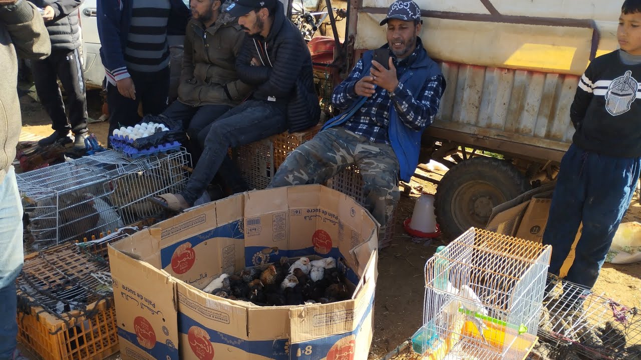 أول يوم في رمضان من سوق دجاج واد جديدة سبعيون مكناس دجاج فيومي ولخليط سولالات بيبي أرانب خيرات بلادي