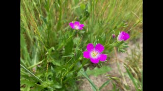 Calandrinia menziesii (red maids)