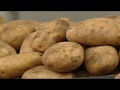 Протруювання бульб картоплі перед висадкою