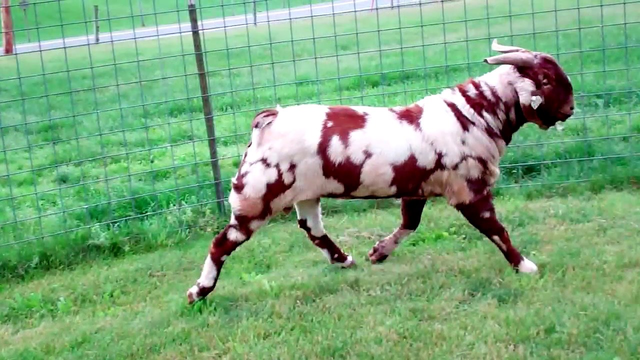 FOR SALE ~ MAX Boer Goats POLAR STORM FRONT - YouTube diagram of front 