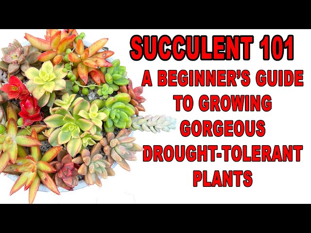 Succulents 101: A Beginner's Guide To Growing Gorgeous Drought
