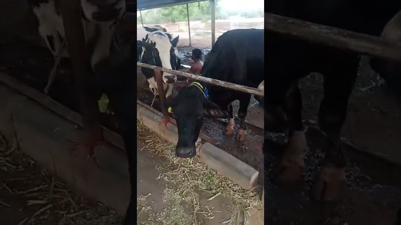 Dairy Farm Cow Monitoring system Installation