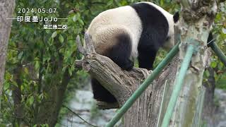 Giant Panda.Xiao QI Ji.He's slowly regaining his cheerfulness.