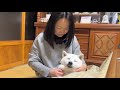 大好きな母の優しさに沼る柴犬